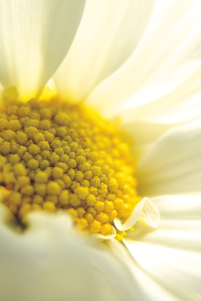 Большая ромашка