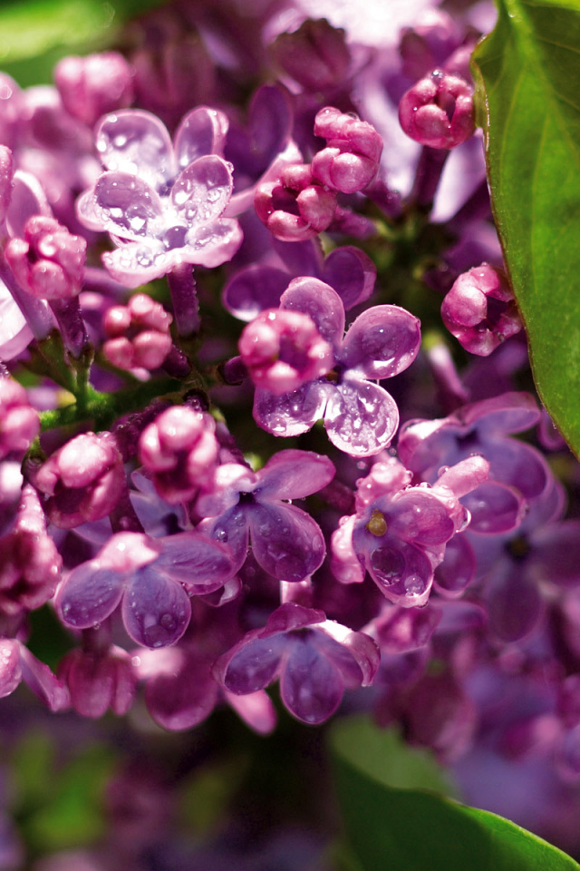 Одинокая ветка сирени