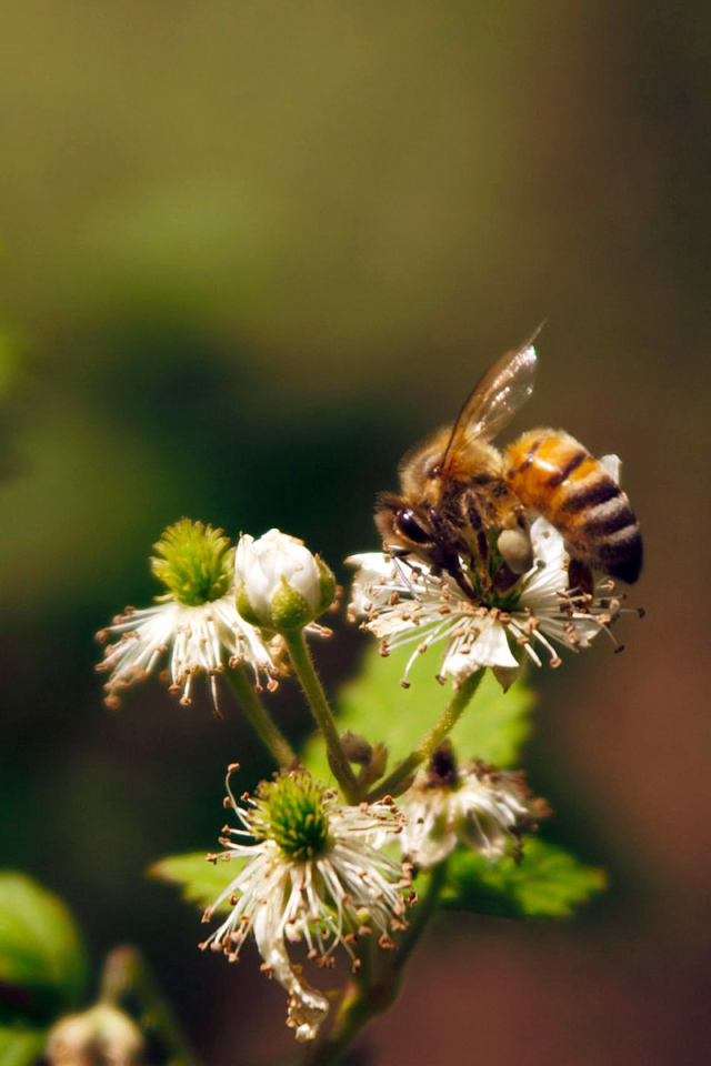 Весенние цветы