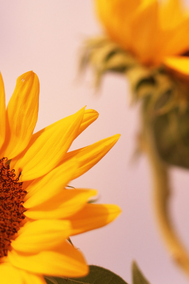 Цветы солнца