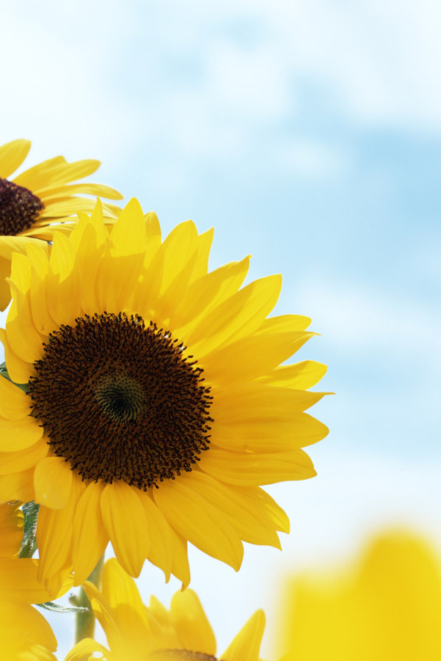 Подсолнечник