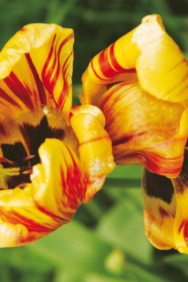 Тигровые цветы