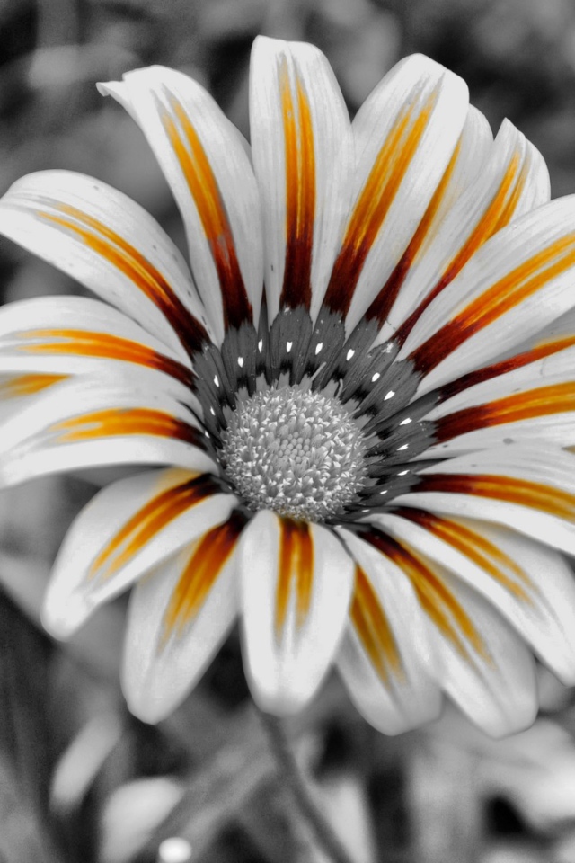 Тигровый цветок