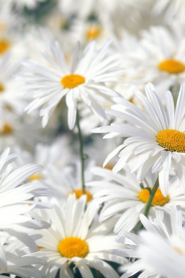 Белые ромашки