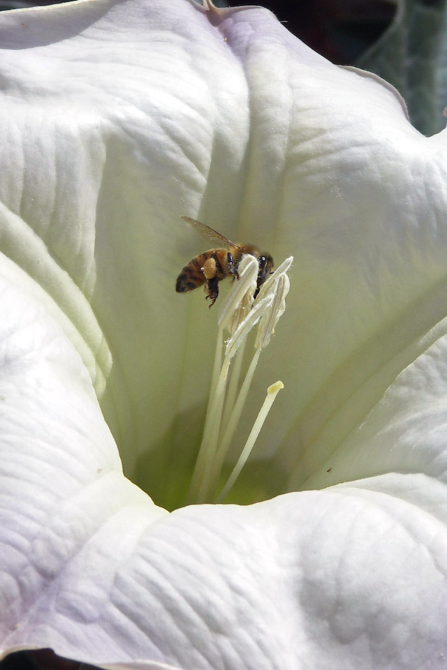 Белый цветок