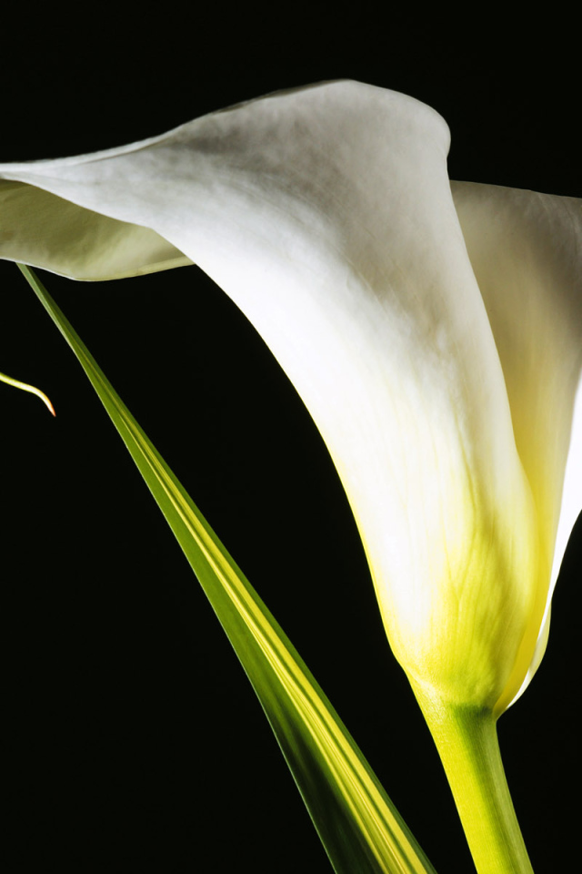 Белый цветок