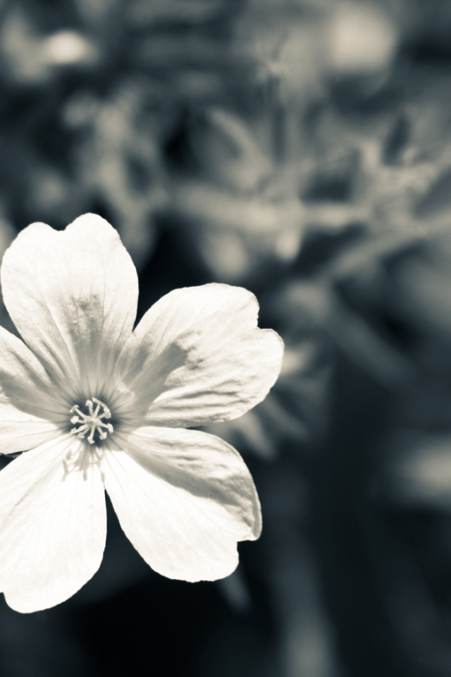 Белый цветок