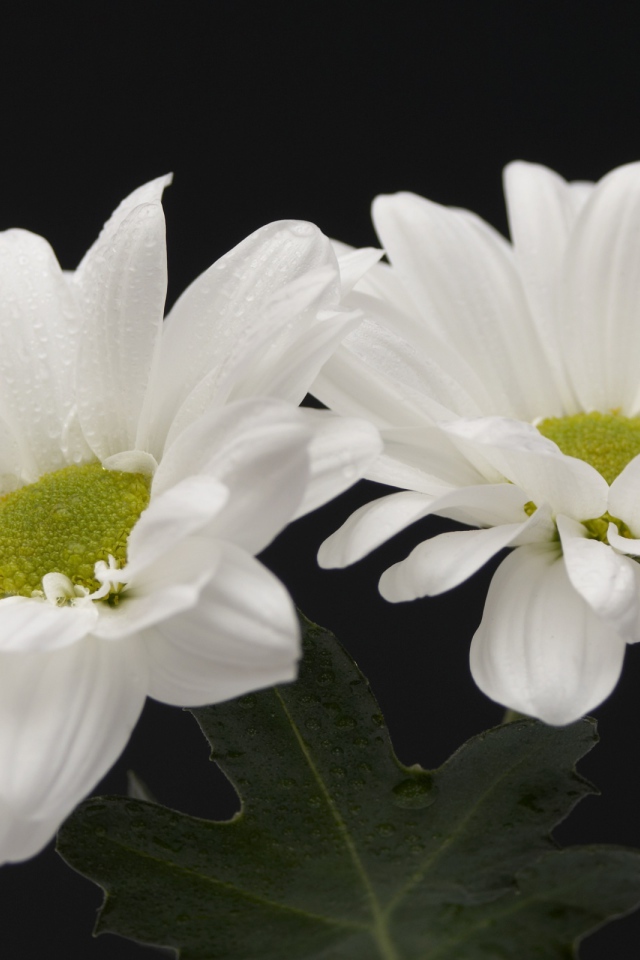 Белые цветы