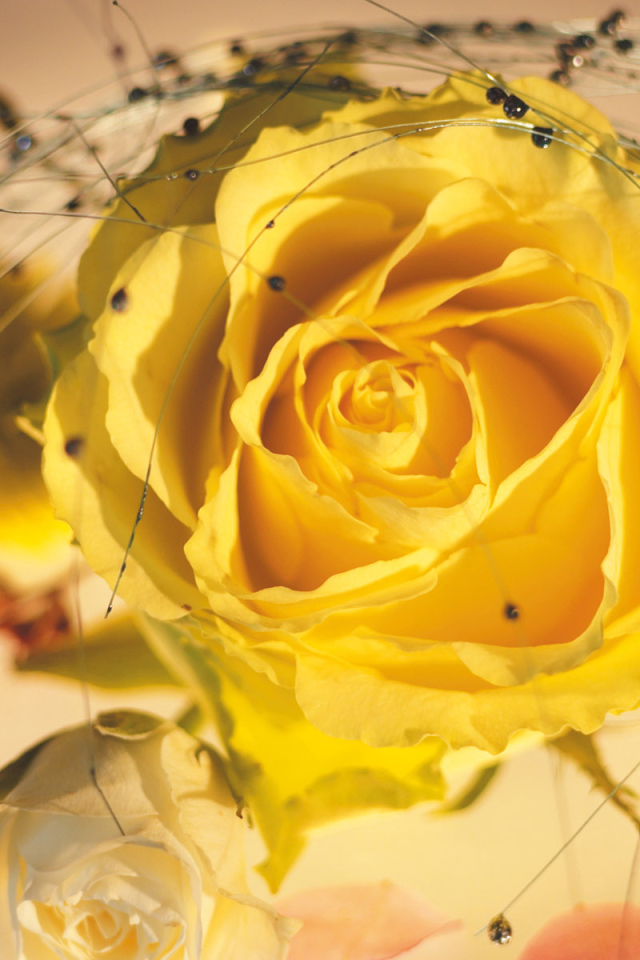 Желтая роза