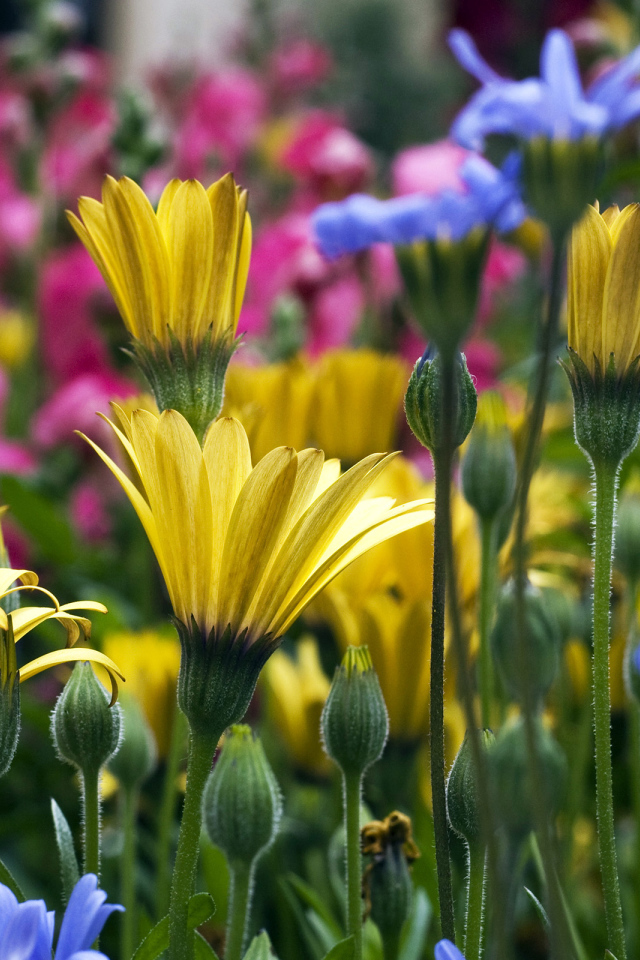 Желтые цветы