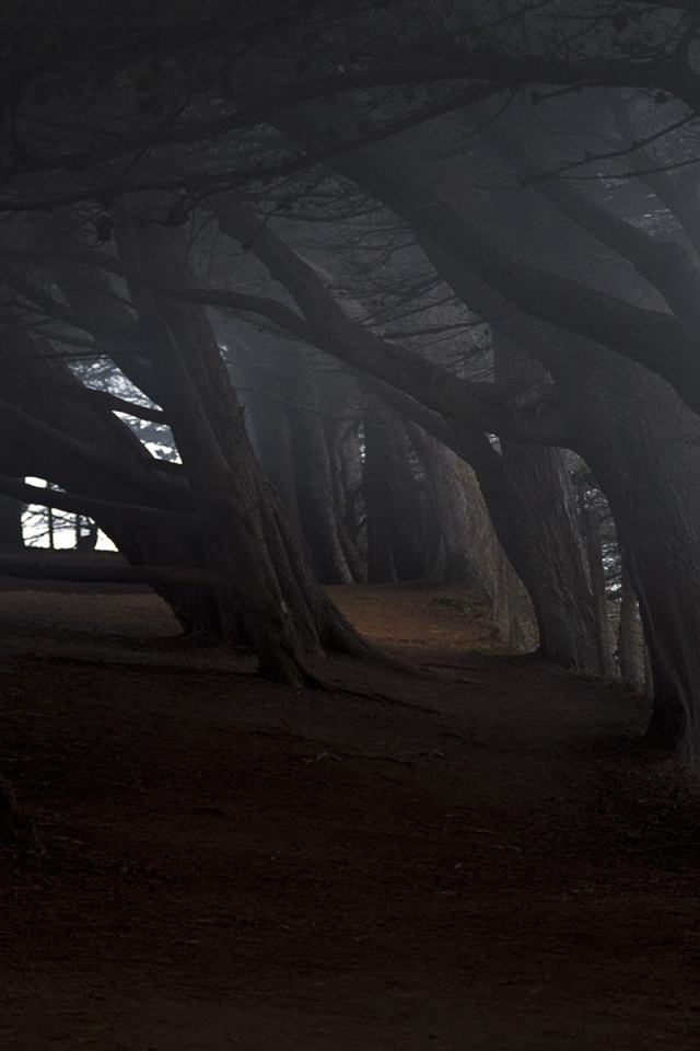 На краю темного леса