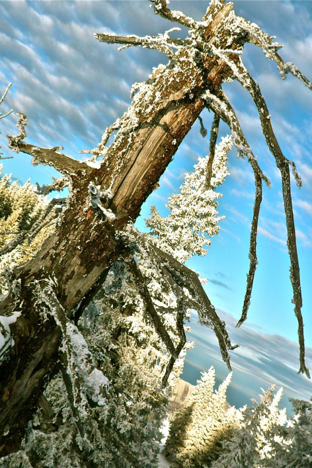 Австрийский лес