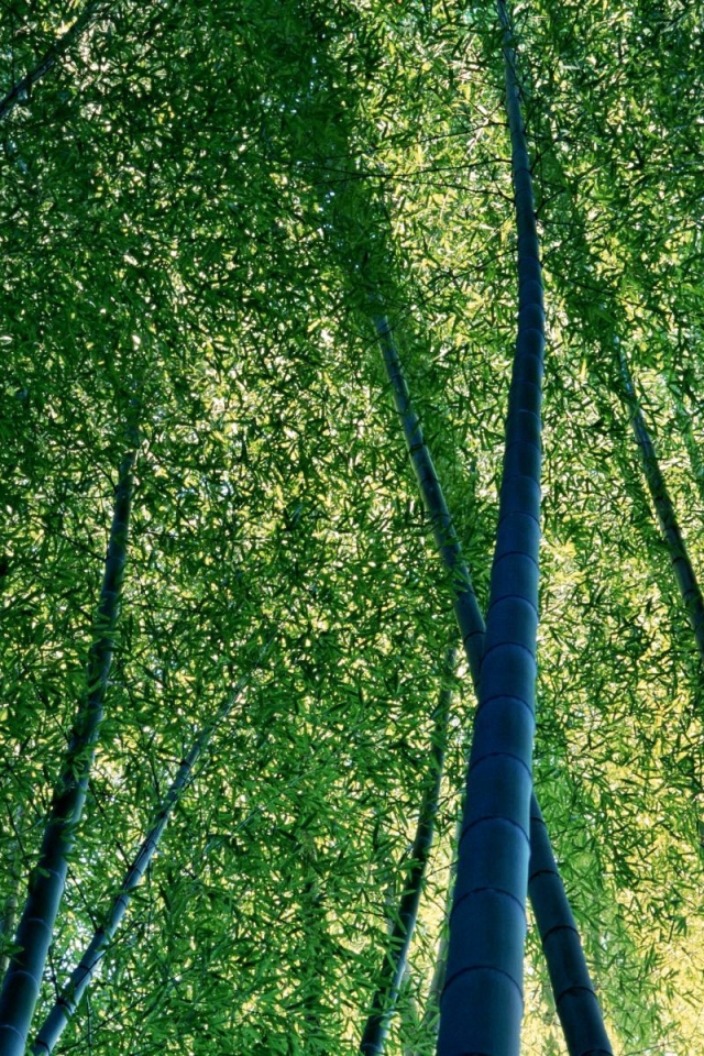 Бамбуковая роща