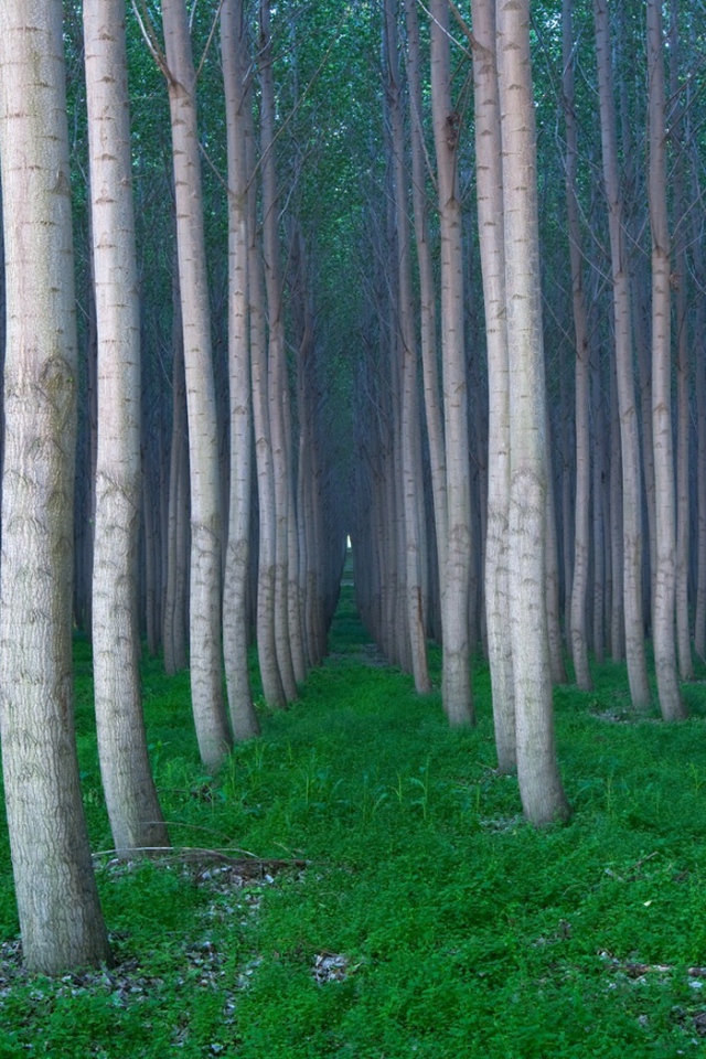 Красивая роща