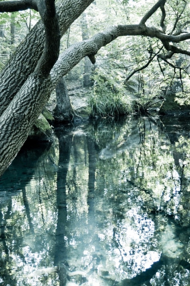 Чистое озеро в лесу