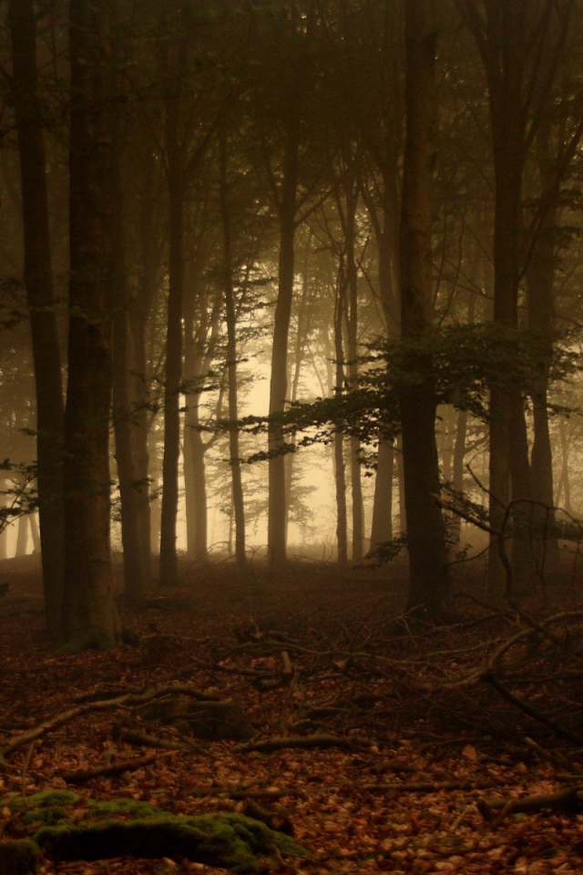 Дремучий лес