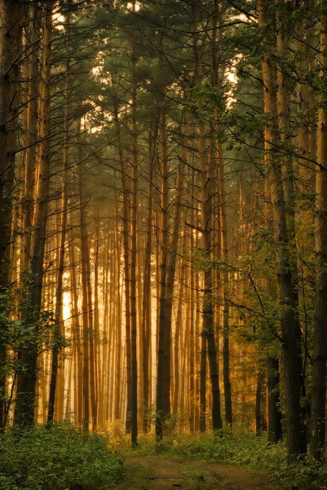 Восточноевропейский лес