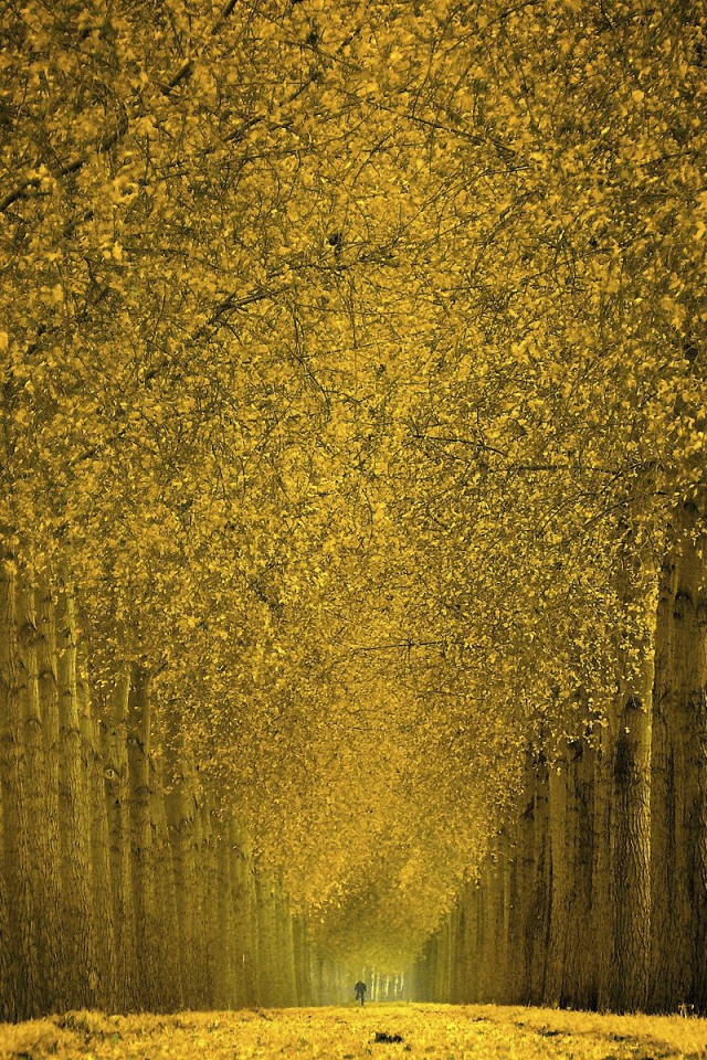 Фантастический лес