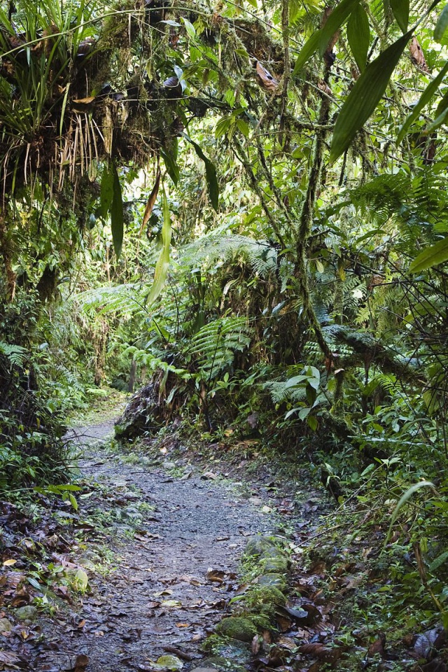 Тропинка через заросли
