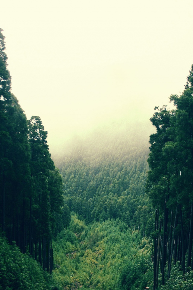 Лесные холмы