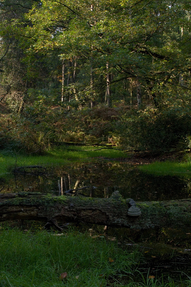 Лесной пруд