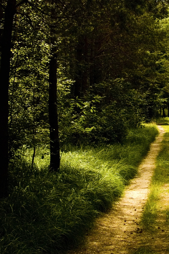 Лесная тропинка