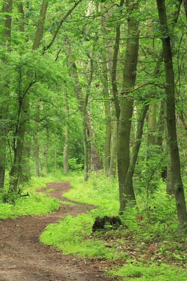 Лесная тропа