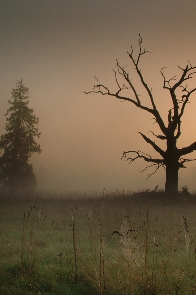 Сумрачный туман