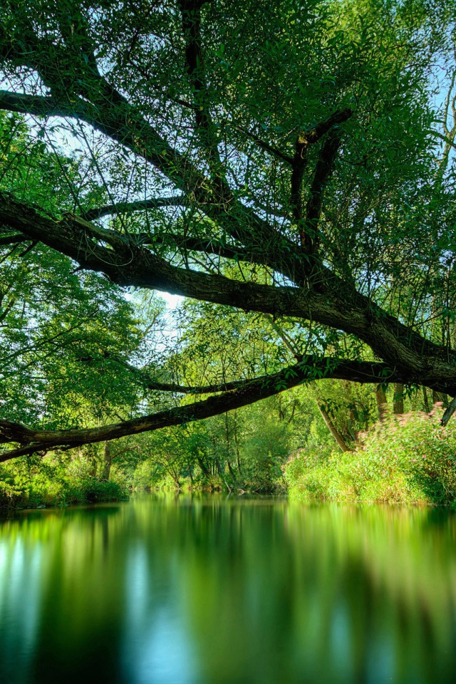 Зеленая лесная река