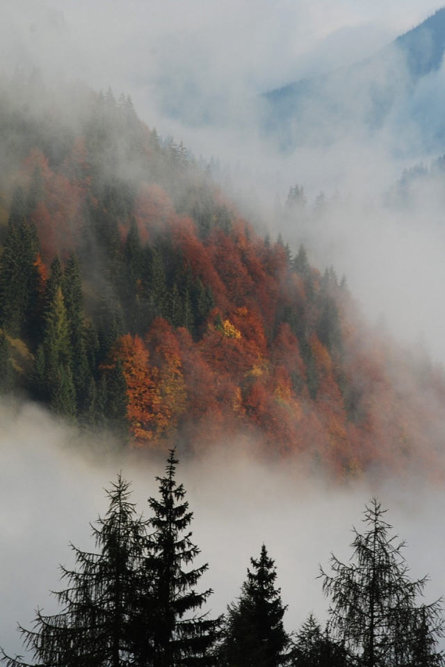 Туманный лес