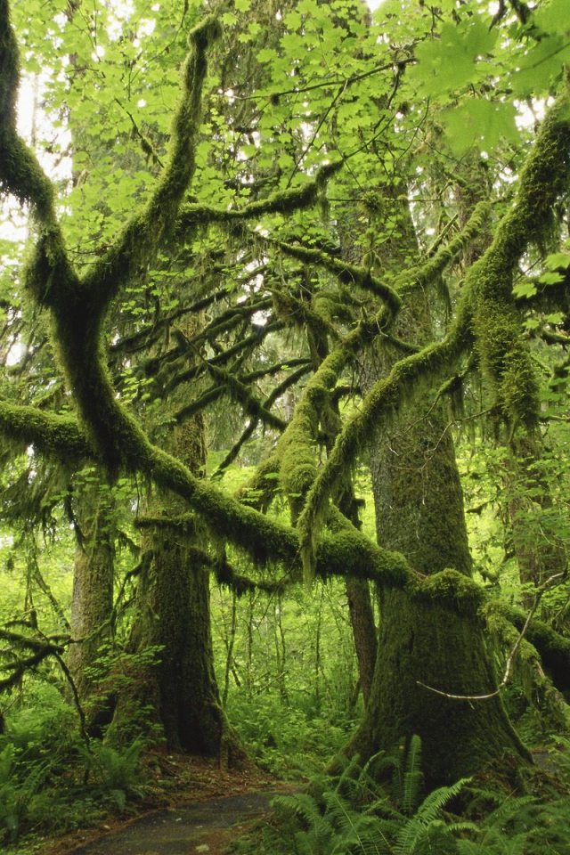 Лес поросший мхом