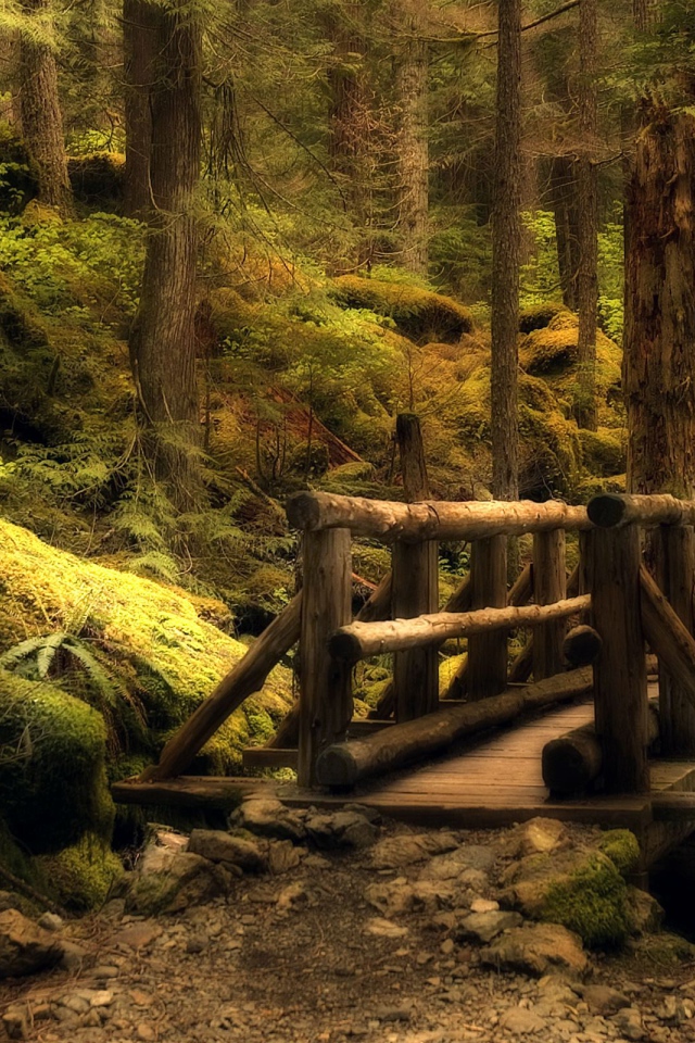 Таинственный лес