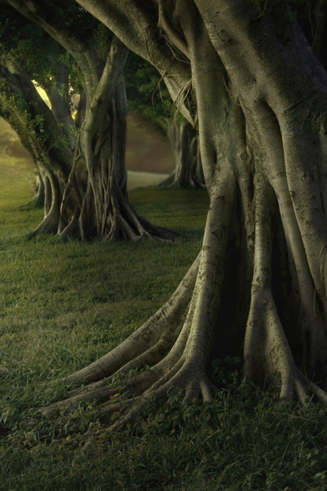 Старые деревья