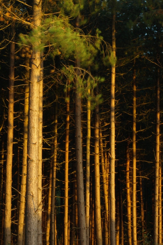 Сосновый бор