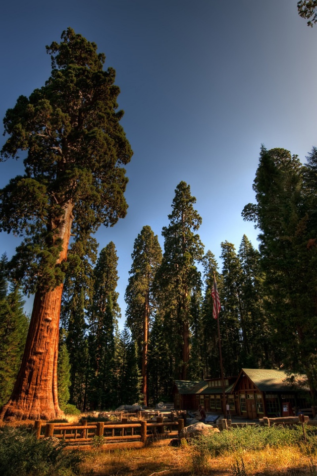 Красный лес