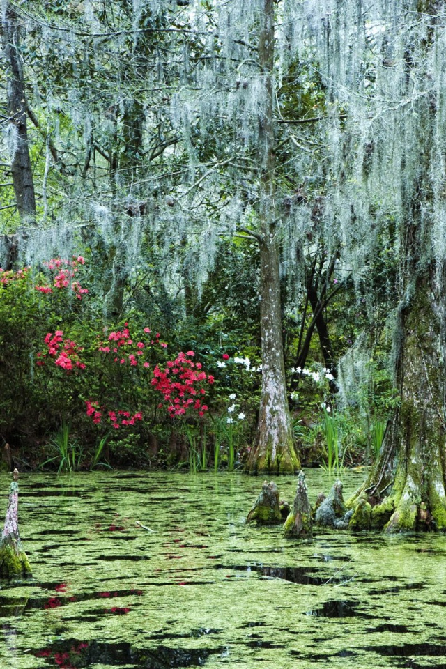 Затонувший лес