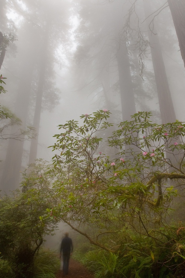Деревья великаны