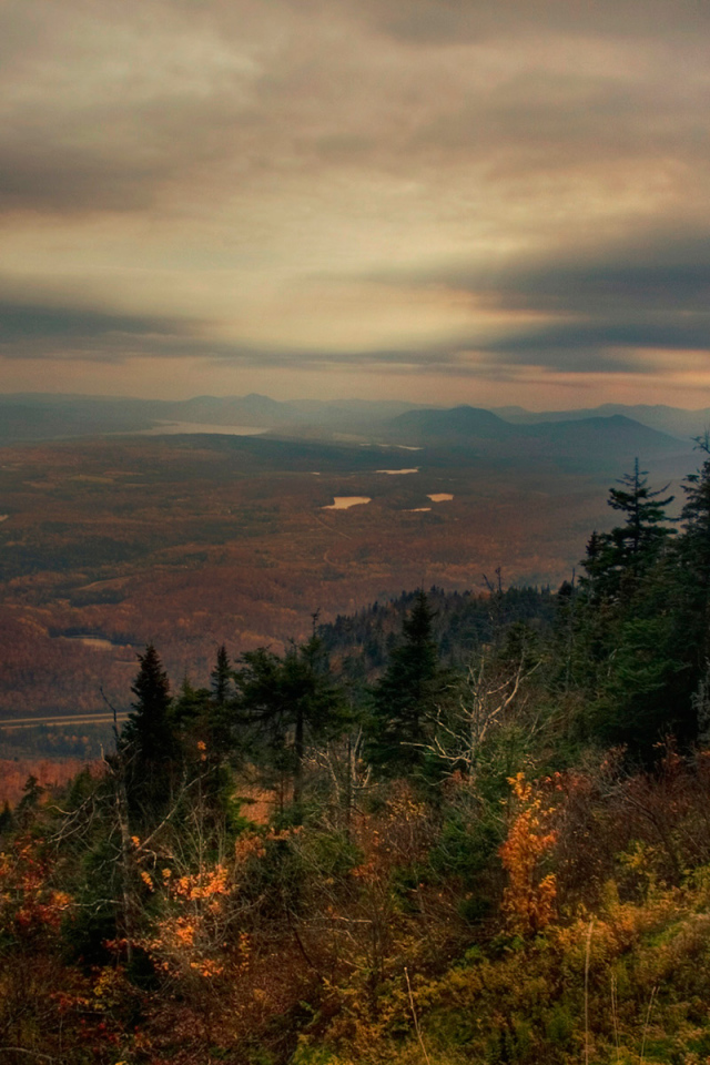 Лес в горах