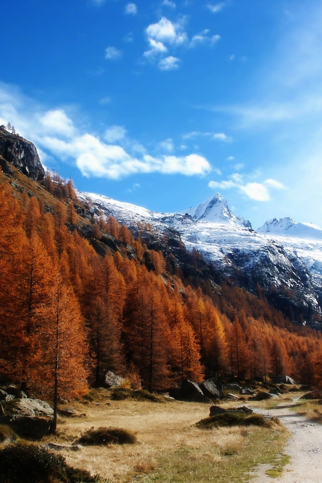 Рыжий лес в горах