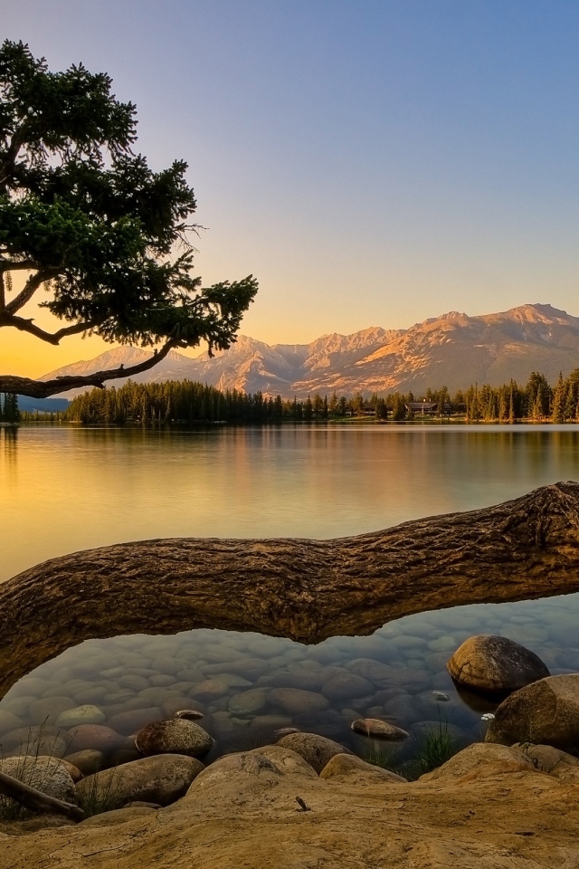 Дерево тарантул