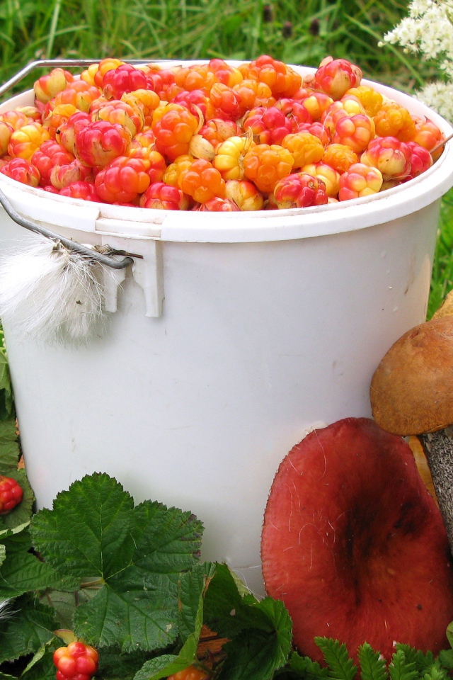 Ягоды и грибы