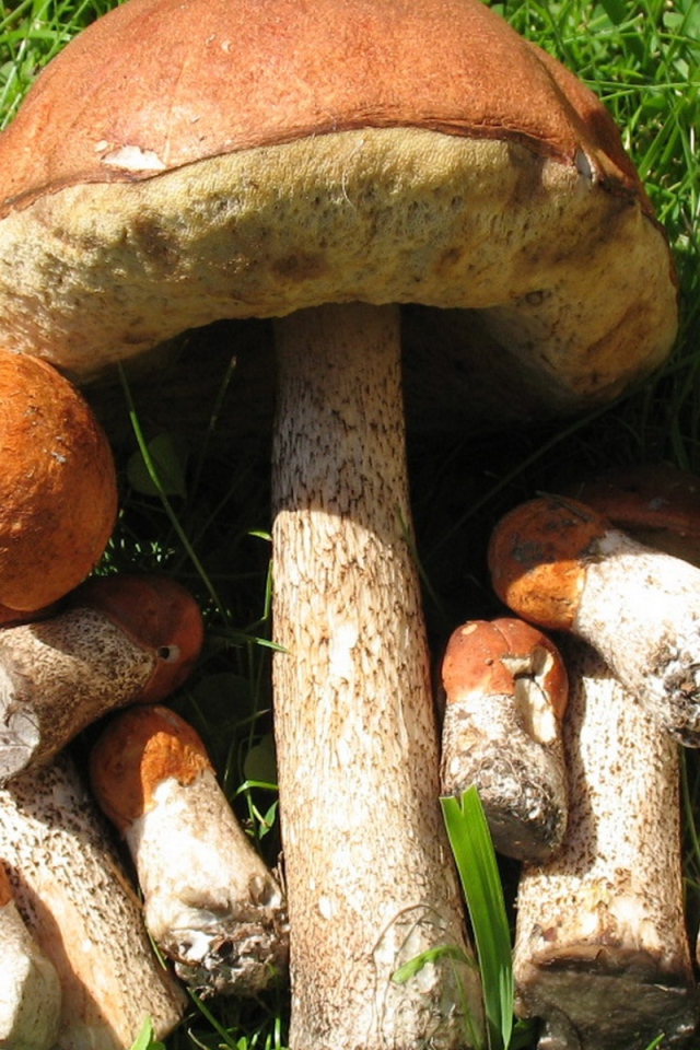 Съедобные грибы