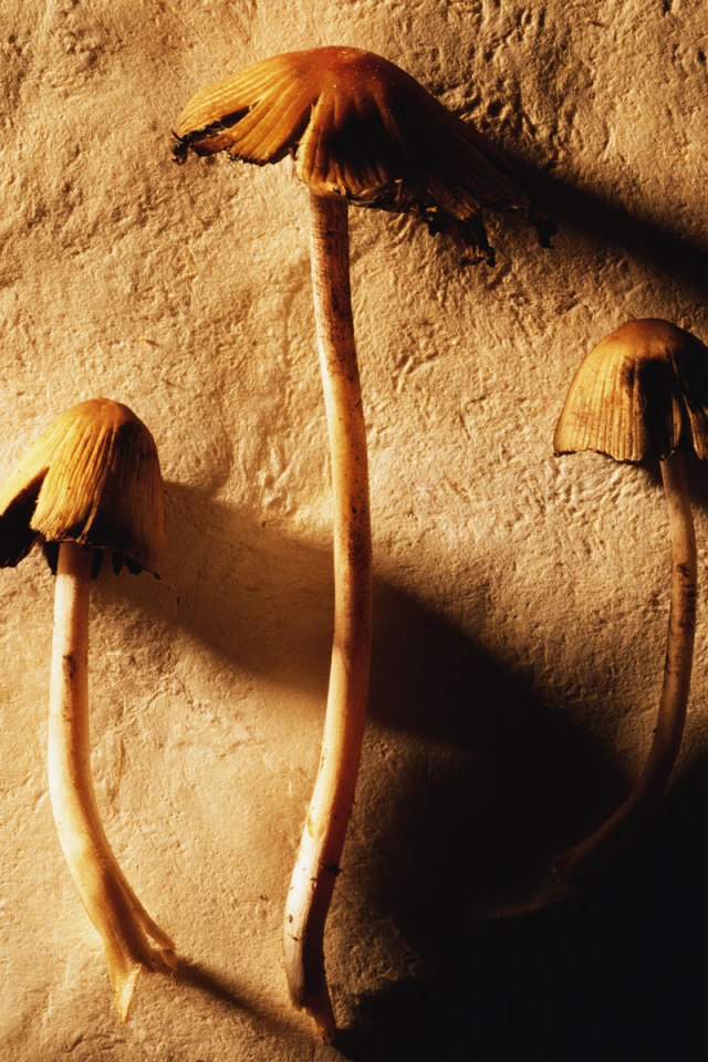 Маленькие грибочки