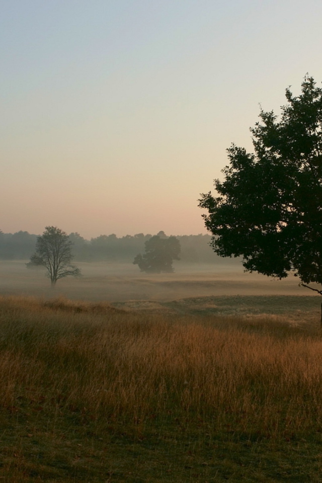 Туманное утро