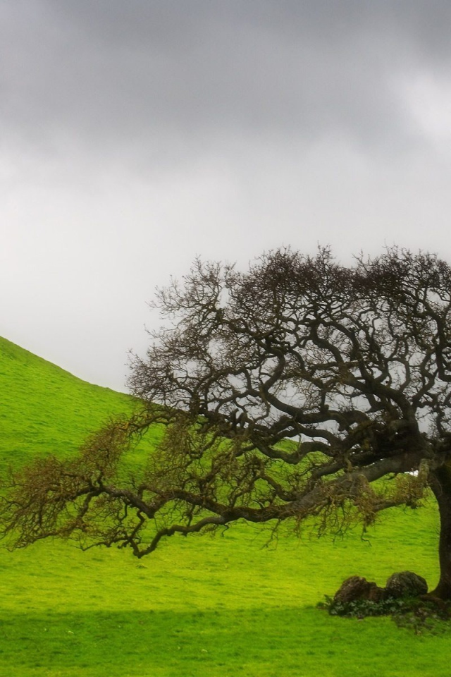 старое дерево