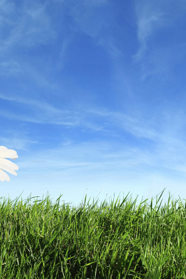 Теплый летний день