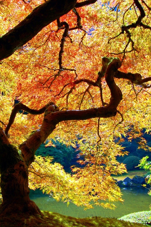 Осеннее дерево