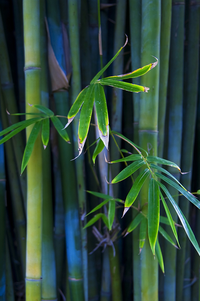 Листья бамбука