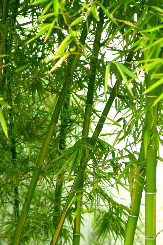 Тема бамбука