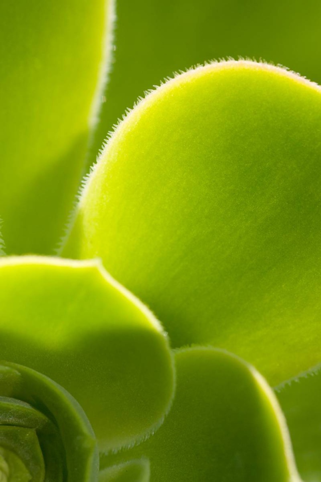 Красивое растение